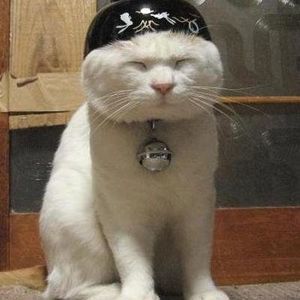 Meet your Posher, Henry